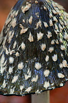 Close up of the cap of a Magpie fungus (Coprinus picaceus), Surrey, England, UK, October.