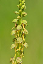 Close up of a Man orchid (Orchis anthropophora) in flower, Box Hill National Trust Reserve, Surrey, England, UK, May.