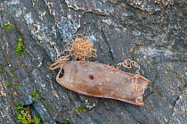 A Mermaid's purse, the egg case of Dogfish (Scyliorhinus canicula) lying on a rock, Prawle Point, Devon, England, July.