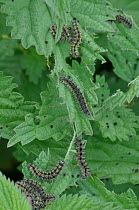 Larvae of a Peacock butterfly (Inacis io) feeding on Stinging nettle (Urtica dioica) leaves, with droppings, Devon, England, UK, July.