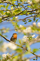 Robin (Erithacus rubecula) singing in Apple tree (Malus), May