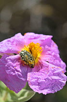 Flower chafer beetle (Oxythyrea funesta) feeding ona Grey-leaved cistus (Cistus albidus) flower, Majorca, Spain, April.