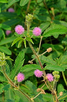 Sensitive plant (Mimosa pudica) in flower, Eden Project, Cornwall, England, UK, native to South and Central America, July.