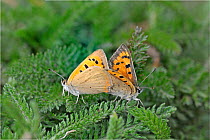 Pair of Small copper butterflies (Lycaena phlaeas) mating, Devon, England, UK, July.