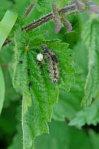 Spider (Enoplognatha ovata) on Stinging nettle (Utrica dioica) leaf with captured larva of a Peacock butterfly (Inacis io), Devon, England, UK, July