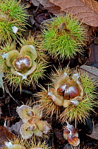 Chestnuts from a Sweet chestnut tree (Castanea sativa) on forest floor, Surrey, England, UK, October