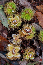 Chestnuts from a Sweet chestnut tree (Castanea sativa) on forest floor, Surrey, England, UK, October