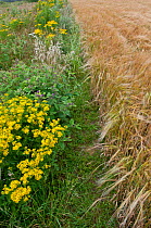 Wildflowers. including Ragwort (Jacobaea vulgaris) and Burdock (Arctium) left to grow along the margin of a Barley (Hordeum vulgare) field, Prawle, Devon, England, UK, July.