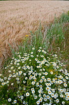 Wildflowers, including Ox eye daisies (Leucanthemum vulgare) left to grow along the margin of a Barley (Hordeum vulgare) field, Prawle, Devon, England, UK, July.