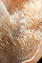 Close up of the underside a Wood hedgehog fungus (Hydnum repandum), showing its teeth-like spore-bearing structures, Surrey, England, UK, October.