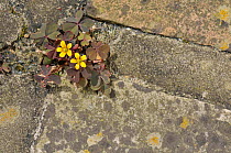 Yellow oxalis (Oxalis corniculata) growing in the gaps between paving slabs on a garden path, Surrey, England, UK, August.
