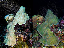 Two photos taken one year apart of the same colony of Mountainous star coral (Montastraea faveolata) spawning on both occasions, and recovering from bleaching due to thermal stress, East End, Grand Ca...