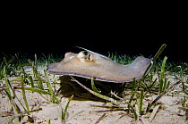 Southern stingray (Hypanus americanus) swimming over Turtle grass (Thalassia testudinum) whilst hunting for food at night, East End, Grand Cayman, Cayman Islands, British West Indies, Caribbean Sea.
