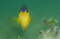 Portrait of a Beaugregory fish (Stegastes leucostictus) in shallow water, East End, Grand Cayman, Cayman Islands, British West Indies, Caribbean Sea.