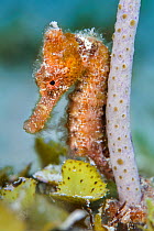 Portrait of a Longsnout seahorse (Hippocampus reidi) gripping onto a small Sea rod (Pseudoplexaura) with its prehensile tail, West Bay, Grand Cayman, Cayman Islands, British West Indies, Caribbean Sea...