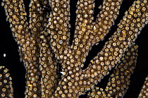 Close-up of a Black sea rod (Plexaura homomalla) soft coral spawning at night releasing eggs from its polyps, East End, Grand Cayman, Cayman Islands, British West Indies. Caribbean Sea.
