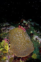 Three Ruby brittlestars (Ophioderma rubicundum) climbing a Symmeterical brain coral (Pseudodiploria strigosa) as it spawns at night in late summer. East End, Grand Cayman, Cayman Islands, British West...