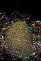 A Symmeterical brain coral (Pseudodiploria strigosa) spawning at night by releasing pink and white bundles of eggs and sperm from its polyps, East End, Grand Cayman, Cayman Islands, British West Indie...