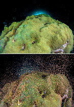 Two images of the same colony of Mountainous star coral (Montastraea faveolata) spawning at night on a coral reef showing the bundles of eggs and sperm before and after the synchronous spawning releas...