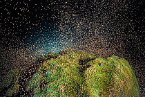 Mountainous star coral (Montastraea faveolata) spawning at night on a coral reef, showing the synchronous release of bundles of eggs and sperm, East End, Grand Cayman, Cayman Islands, British West Ind...