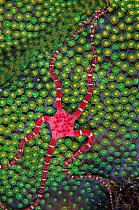 Ruby brittle star (Ophioderma rubicundum) climbing on top of a mountainous star coral (Montastraea faveolata) as it prepares to spawn at night, East End, Grand Cayman, Cayman Islands, British West Ind...
