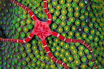 Ruby brittle star (Ophioderma rubicundum) climbing on top of a mountainous star coral (Montastraea faveolata) as it prepares to spawn at night, East End, Grand Cayman, Cayman Islands, British West Ind...