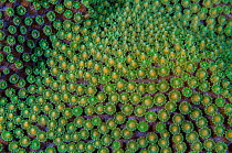 Close-up of a Mountainous star coral (Montastraea faveolata) preparing to spawn, East End, Grand Cayman, Cayman Islands, British West Indies. Caribbean Sea.