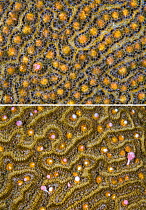 Two photos of a Symmeterical brain coral (Pseudodiploria strigosa) spawning at night, showing views before and during the release of the gamete bundles, East End, Grand Cayman, Cayman Islands, British...