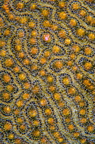 A Symmeterical brain coral (Pseudodiploria strigosa) preparing to spawn at night, with one gamete bundle beginning to be released, East End, Grand Cayman, Cayman Islands, British West Indies, Caribbea...