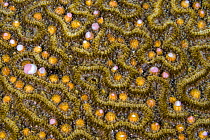 A Symmeterical brain coral (Pseudodiploria strigosa) spawning at night, releasing pink and white bundles of eggs and sperm from the polyps within its grooves, East End, Grand Cayman, Cayman Islands, B...