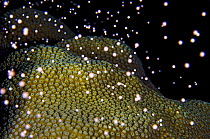 Boulder star coral (Montastraea annularis) spawning at night with released bundles of eggs and sperm floating away in the water column, East End, Grand Cayman, Cayman Islands, British West Indies, Car...