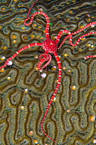 A Ruby brittle star (Ophioderma rubicundum) feeding on the spawn from a Symmeterical brain coral (Pseudodiploria strigosa), East End, Grand Cayman, Cayman Islands, British West Indies, Caribbean Sea.