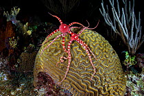 Two Ruby brittlestars (Ophioderma rubicundum) climbing a Symmeterical brain coral (Pseudodiploria strigosa) as it spawns at night in order to feed on the coral eggs, East End, Grand Cayman, Cayman Isl...