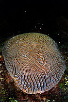 A Grooved brain coral (Diploria labyrinthiformis) spawning at night, releasing pink and white bundles of eggs and sperm from the polyps within its grooves, East End, Grand Cayman, Cayman Islands, Brit...
