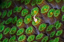 A Mountainous star coral (Montastraea faveolata) spawning at night, with gamete bundle being released from a coral polyp, East End, Grand Cayman, Cayman Islands, British West Indies, Caribbean Sea.