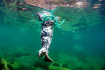 Female Grey seal (Halichoerus grypus) tangled in a discarded fishing net, Lundy Island, Devon, England, UK, July.