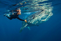 A snorkeller films himself swimming with a filter feeding Whale shark (Rhincodon typus), Isla Mujeres, Quintana Roo, Yucatan Peninsula, Mexico, Caribbean Sea.