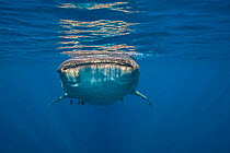 A Whale shark (Rhincodon typus) swimming at the surface, Isla Mujeres, Quintana Roo, Yucatan Peninsula, Mexico, Caribbean Sea.