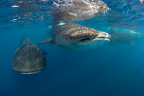 Three Whale sharks (Rhincodon typus) packing together in order to feed, Isla Mujeres, Quintana Roo, Yucatan Peninsula, Mexico, Caribbean Sea.