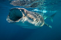 Whale shark (Rhincodon typus) mouth open filter feeding at the surface, Quintana Roo, Yucatan Peninsular, Mexico, Caribbean Sea.