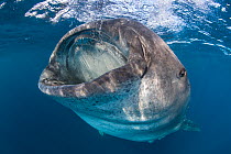 A Whale shark (Rhincodon typus) mouth open feeding on fish eggs by sucking in water, a behaviour known as botella because the shark hangs vertical in the water like a bottle gulping in food, Isla Muje...