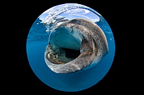 An extreme close up using circular fisheye lens of the mouth of a Whale shark (Rhincodon typus) as it feeds on fish eggs at the surface, Isla Mujeres, Quintana Roo, Yucatan Peninsula, Mexico, Caribbea...