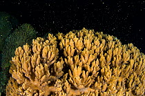 A Knobby leather coral (Sinularia) spawning at night, Raja Ampat, West Papua, Arafura Sea, Indonesia.