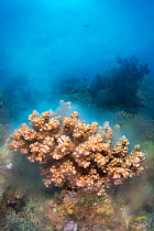 A colony of Cauliflower coral (Pocillopora damicornis) releasing gametes, Ras Mohammed Marine Reserve, Sinai, Egypt, Red Sea.