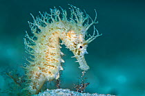 RF- Female Yellow seahorse (Hippocampus guttulatus), Capo Galera, Alghero, Sardinia, Italy, Mediterranean Sea. (This image may be licensed either as rights managed or royalty free.)