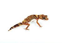 Thick-tailed / Barking Gecko (Nephrurus / Underwoodisaurus milii). Endemic to Australia.