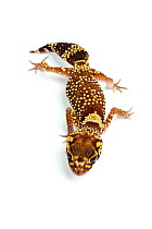 Thick-tailed / Barking Gecko (Nephrurus / Underwoodisaurus milii). Endemic to Australia.
