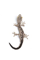Soft spiny-tailed gecko (Strophurus spinigerus). Endemic to Western / Northern Australia.