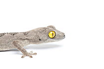 Soft spiny-tailed Gecko (Strophurus spinigerus) in profile. Endemic to Western / Northern Australia.