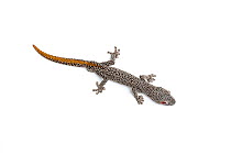 Golden-tailed gecko (Strophurus taenicauda). Endemic to Western Australia.